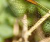 Orthetrum coerulescens